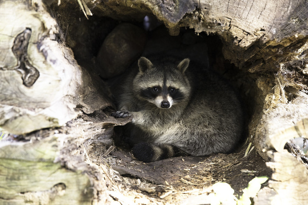 A nest a Raccoon - Fotó, kép