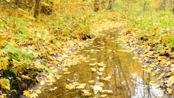 Creek in the autumn forest - Filmati, video