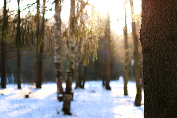 ramas de árboles de bosque de invierno
 - Foto, Imagen