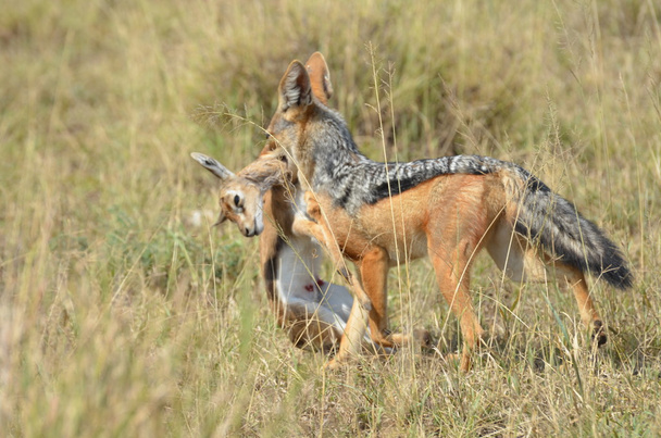 cacería de chacales poco impala en Tanzania África
  - Foto, Imagen