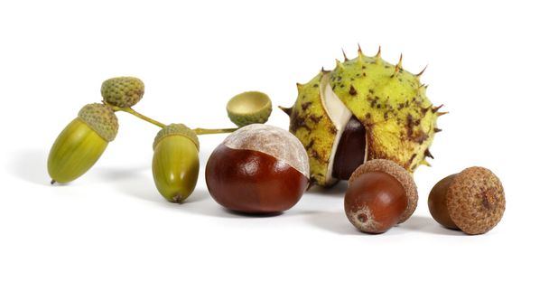 Chestnuts and acorns - Photo, Image