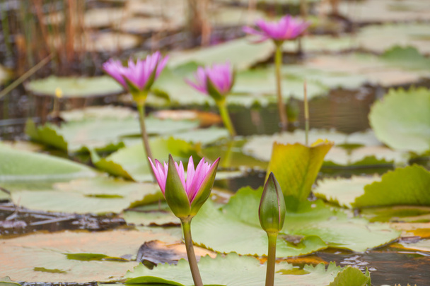 Pink lotus blooming on pond - Photo, Image