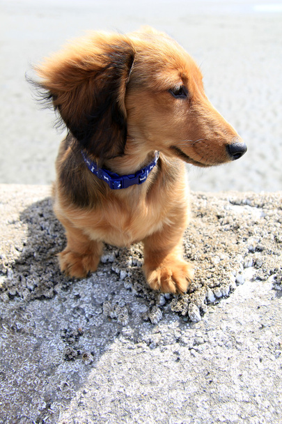 Μακρυμάλλεις είδος γερμανικού κυνηγετικού σκύλου κουτάβι - Φωτογραφία, εικόνα