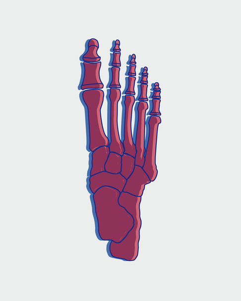 illustrazione delle ossa dei piedi
 - Foto, immagini