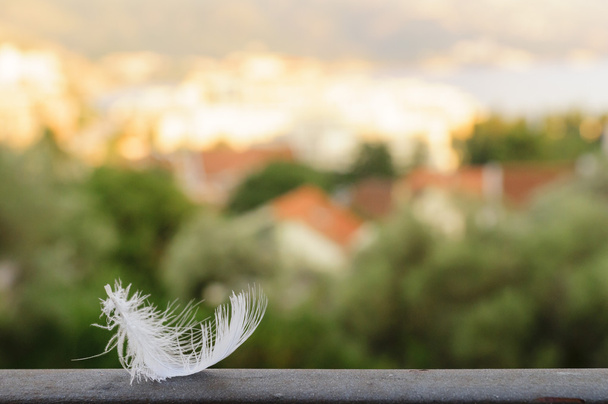 White feather op de onscherpe achtergrond van de stad - Foto, afbeelding
