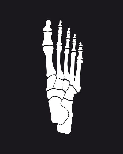 ilustración de huesos del pie
 - Foto, imagen