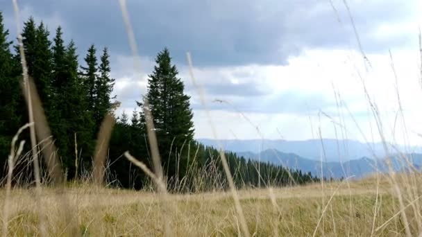 Nízký úhel pohledu sjezdové horských kol - Záběry, video