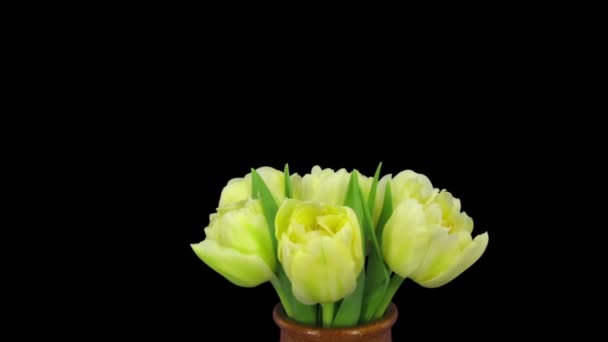 Время открытия желтого букета тюльпана 12a1
 - Кадры, видео