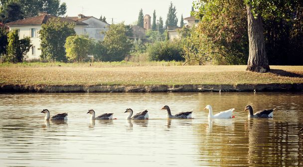 Greylag geese swimming in row in the lake - Φωτογραφία, εικόνα