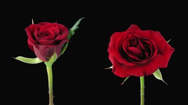 Time-lapse van het openen en sterven "Valentino" Rose alpha matte 5d - Video