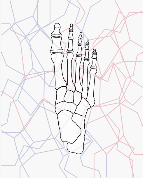 ілюстрація кісток ніг
 - Фото, зображення