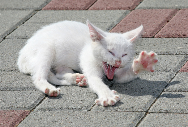 yavru kedi yawns. - Fotoğraf, Görsel