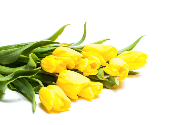 Tulips - Foto, Imagen