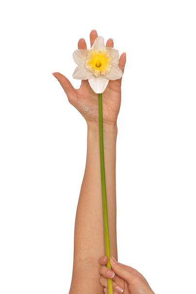White narcissus - Foto, imagen