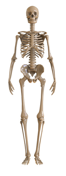 Σκελετός μπροστινή όψη. Πλαστικό σχεδιάγραμμα του ανθρώπινου σκελετού σε άσπρο φόντο. 3D απεικόνιση - Φωτογραφία, εικόνα