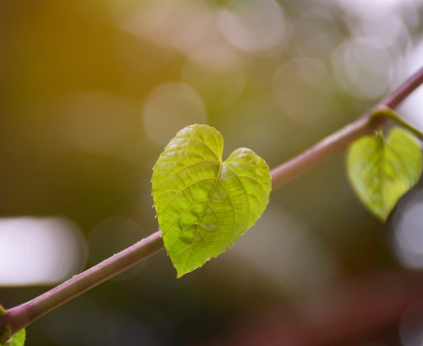 Πράσινο φύλλο καρδιά σχήμα στη φύση φόντο.  - Φωτογραφία, εικόνα