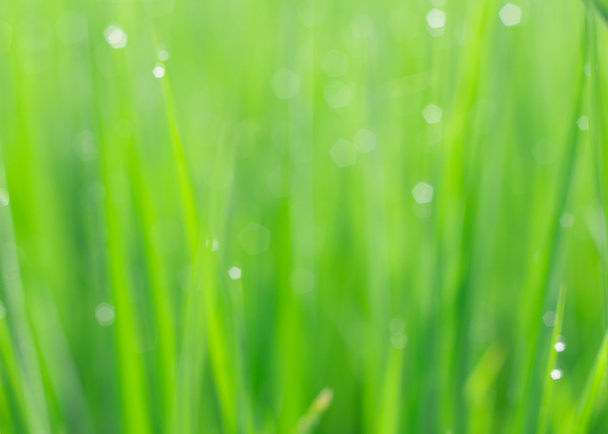 életlenítés zöld háttér a bokeh - Fotó, kép