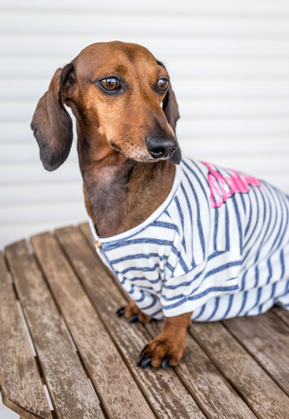 Red dachshund dog with gray shirt - Zdjęcie, obraz