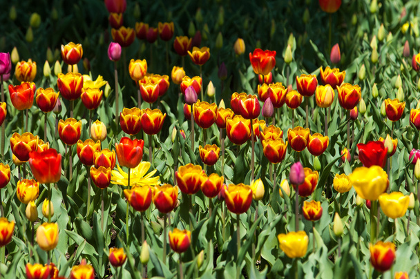 Tulpen. een bolle lentebloeiende plant van de lelie familie, met stoutmoedig gekleurde bekervormige bloemen. - Foto, afbeelding
