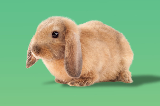 Easter bunny. On a green background. Convenient cutting object - Photo, Image
