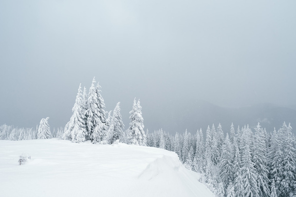 森の中のグレーの冬風景 - 写真・画像
