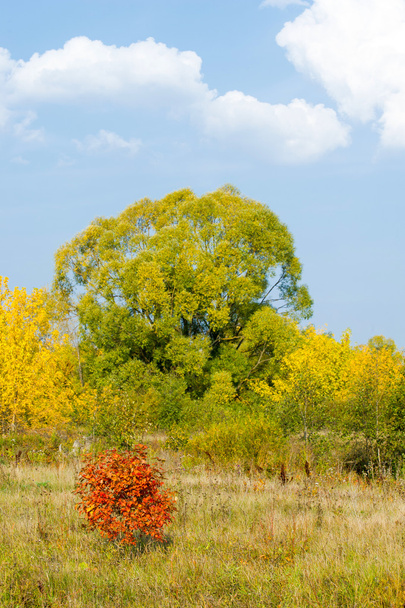 Βιβούρνο πτώση. Τσαμπιά από Βιβούρνο φθινόπωρο, έντονο κόκκινο φύλλα - Φωτογραφία, εικόνα