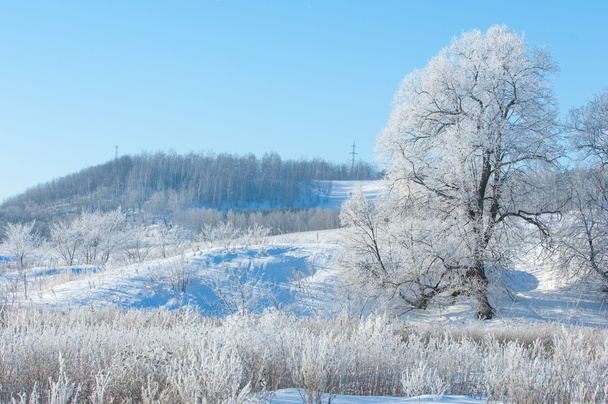χειμώνα, Χειμώνας-παλίρροια, Χειμερινή ώρα, χειμερία νάρκη, ο πιο κρύες εποχές του χρόνου - Φωτογραφία, εικόνα