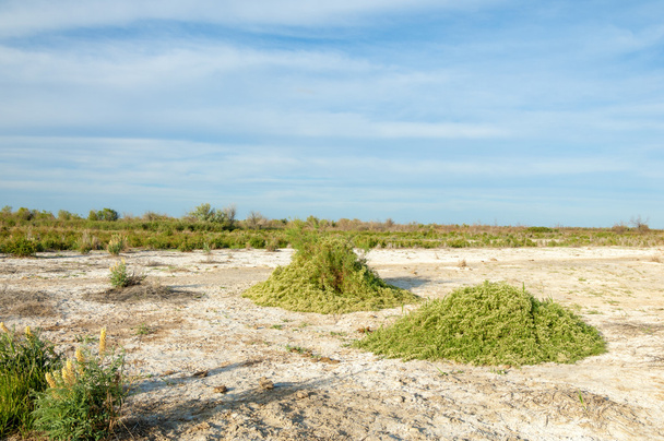 Солона степ. Мертві рослини. Спекотне літо. мляві випаленої землі. голі степ Казахстану - Фото, зображення
