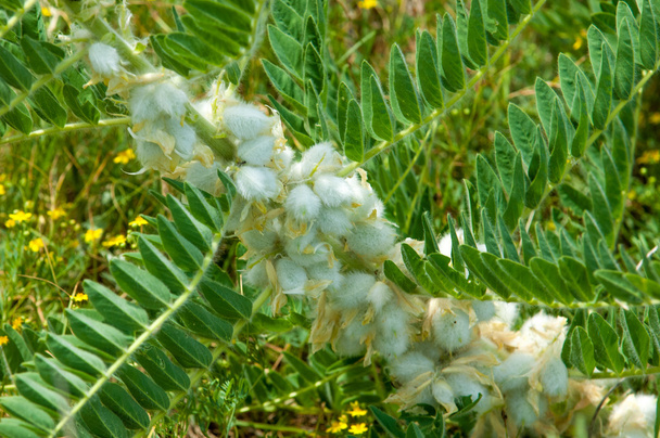 Astragalus. milkvetch. kecsketej-thorn. szőlő-szerű. Astragalus sieversianus. Kazahsztán. Tien-Shan. Trans-Ili Alatau - Fotó, kép