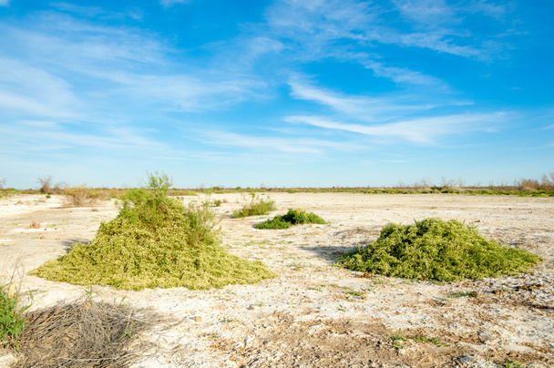 Солона степ. Мертві рослини. Спекотне літо. мляві випаленої землі. голі степ Казахстану - Фото, зображення