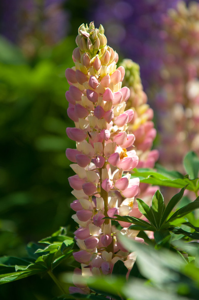 lupine, lupin. a plant of the pea family, with deeply divided leaves and tall, colorful, tapering spikes of flowers. - Foto, afbeelding
