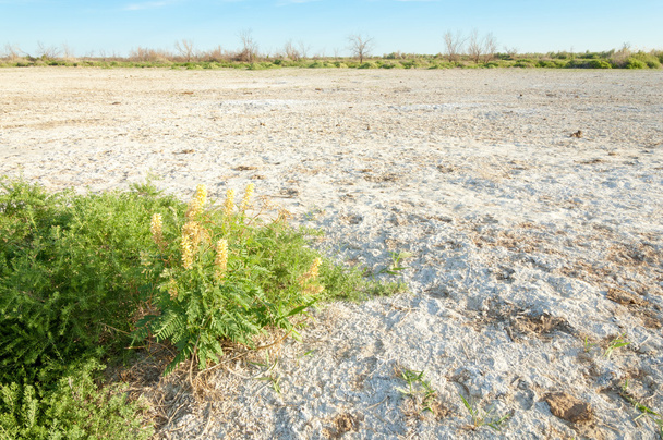 Estepa salina. Plantas muertas. Verano caliente. tierra quemada sin vida. estepa desnuda de Kazajstán
 - Foto, Imagen