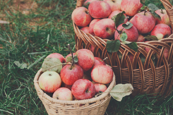 Koše s sklizeň jablek v zahradě na podzim - Fotografie, Obrázek