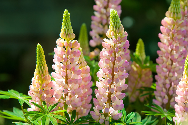 lupine, lupin. a plant of the pea family, with deeply divided leaves and tall, colorful, tapering spikes of flowers. - Φωτογραφία, εικόνα
