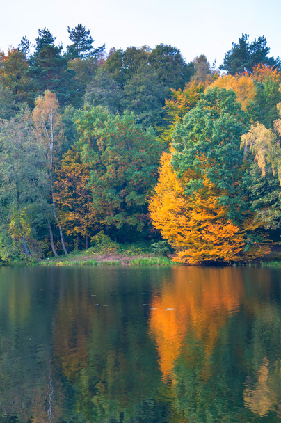 Beautiful forest and lake in autumn - Zdjęcie, obraz
