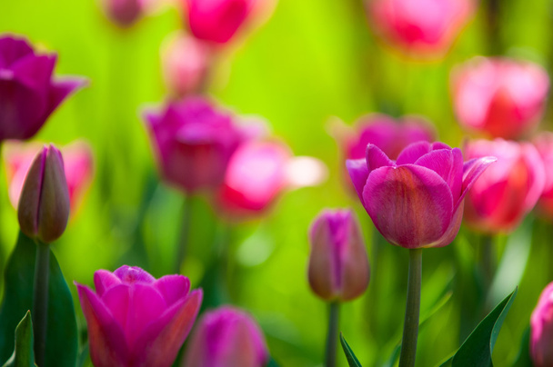 Tulpen. eine knollenförmige Frühjahrspflanze aus der Familie der Liliengewächse mit kühn gefärbten becherförmigen Blüten. - Foto, Bild