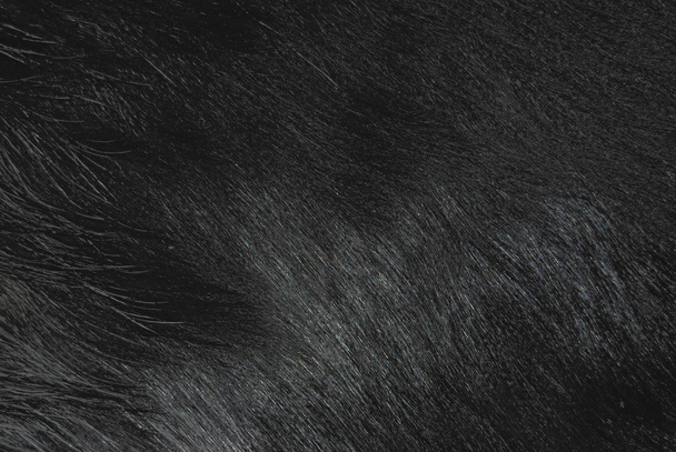 κατσίκα γούνα - Φωτογραφία, εικόνα