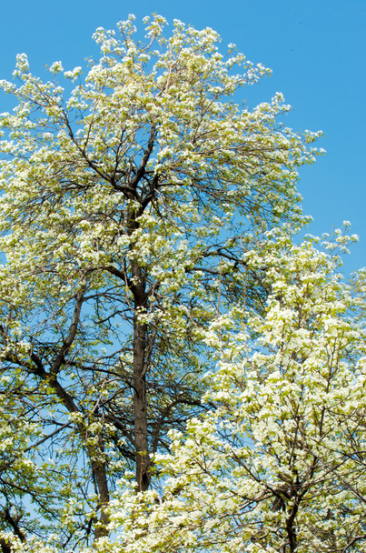 Λουλουδιών δέντρων μηλιάς στο χιόνι. παγετοί άνοιξης - Φωτογραφία, εικόνα