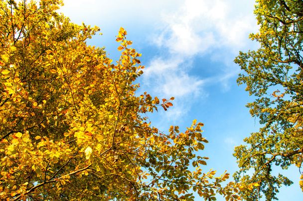 Vrcholky stromů a modrá obloha. Podzim, podzim - Fotografie, Obrázek
