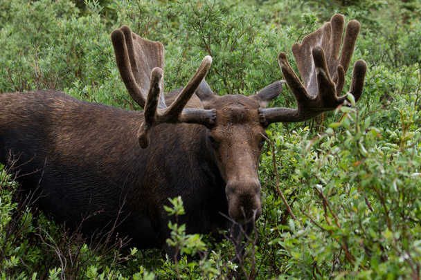 Bull Moose eten struiken - Foto, afbeelding