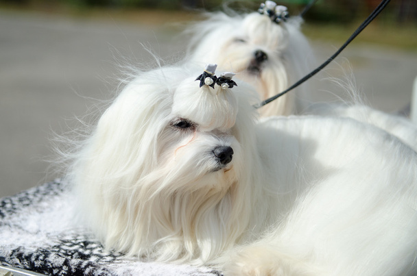 Razas de perros Maltés
 - Foto, Imagen