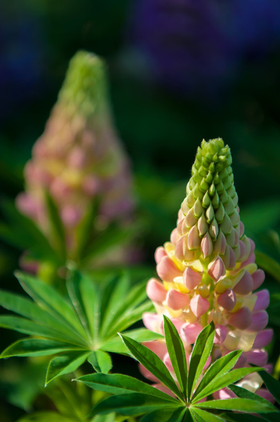 lupine, lupin. a plant of the pea family, with deeply divided leaves and tall, colorful, tapering spikes of flowers. - Fotó, kép
