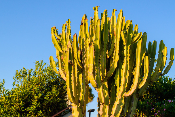 Cactus au coucher du soleil. Beauté de la nature
. - Photo, image