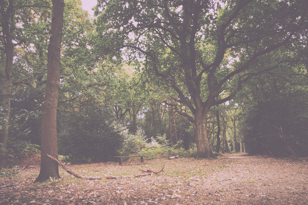 Bosque escena a principios de otoño Vintage Retro Filter
. - Foto, imagen