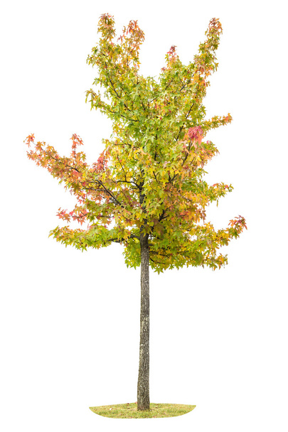 Young autumnal maple tree Yellow red green leaves - Foto, imagen