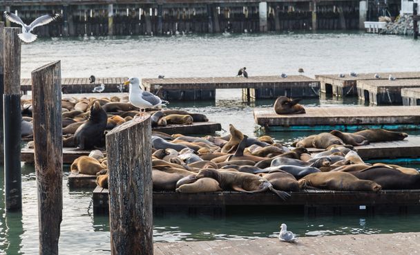 Many Sea lions sunbathe on pier 39 in San Francisco USA - Photo, Image