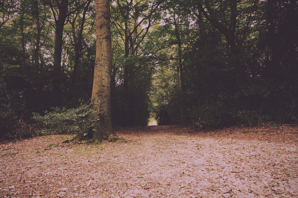 Lesní scéna na začátku podzimu Vintage Retro filtru. - Fotografie, Obrázek