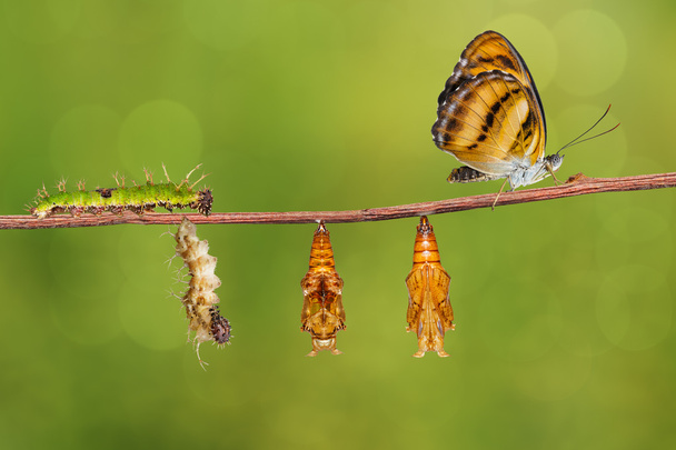 Ciclo de vida da borboleta de concurso de cores no galho
 - Foto, Imagem