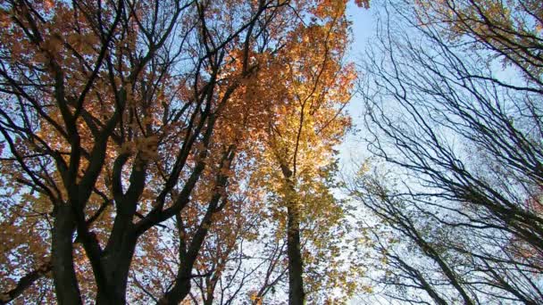 bosque de otoño - Metraje, vídeo