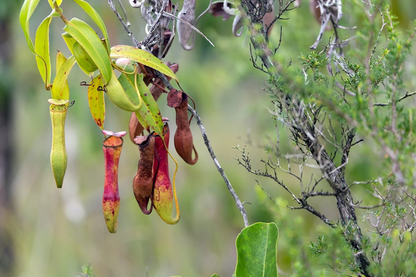 Nepenthes Gracilis carnivorous plant - Photo, Image